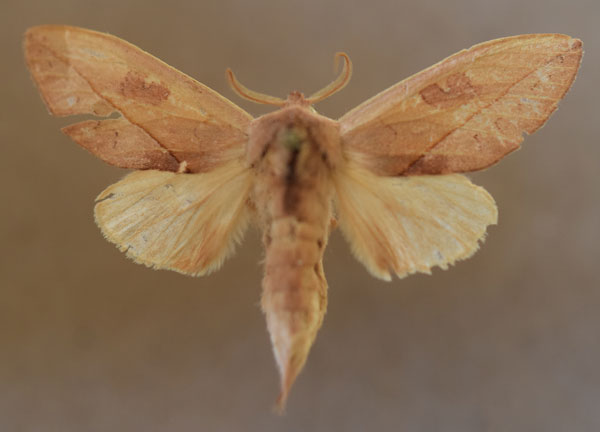/filer/webapps/moths/media/images/H/helgae_Synete_AM_Butler_03.jpg