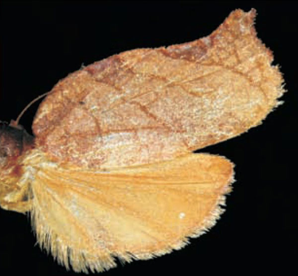 /filer/webapps/moths/media/images/H/heliaspis_Choristoneura_AF_Trematerra.jpg