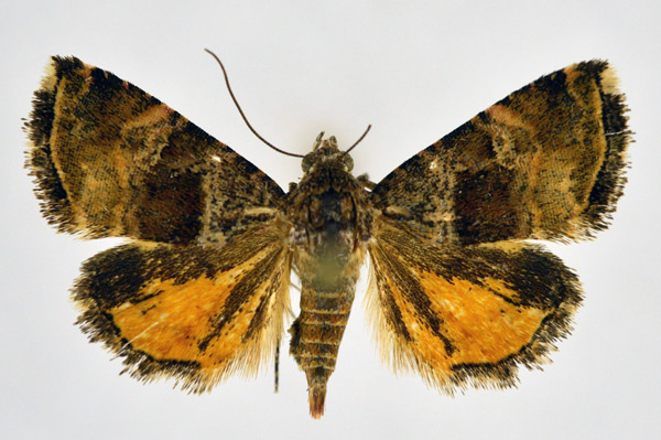/filer/webapps/moths/media/images/H/heliastis_Acontiola_AF_NHMO.jpg