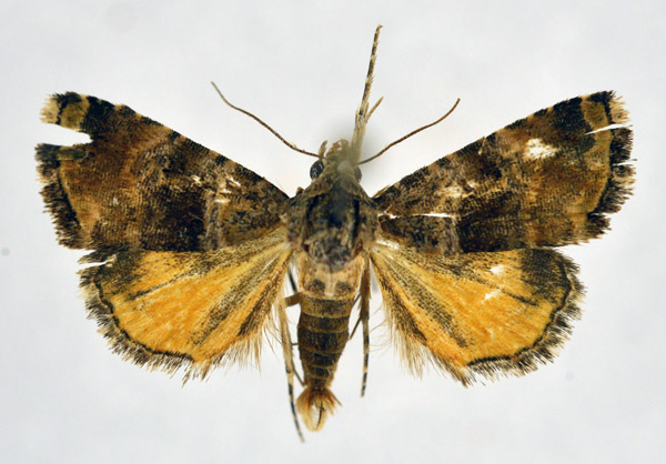 /filer/webapps/moths/media/images/H/heliastis_Acontiola_AM_NHMO.jpg
