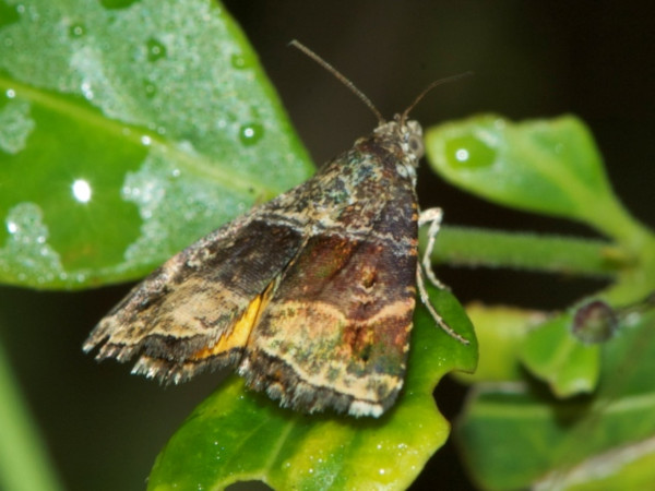 /filer/webapps/moths/media/images/H/heliastis_Acontiola_A_DeBeer.jpg