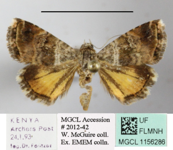 /filer/webapps/moths/media/images/H/heliastis_Acontiola_A_MGCLa_01.jpg