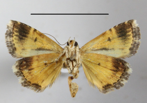 /filer/webapps/moths/media/images/H/heliastis_Acontiola_A_MGCLb_01.jpg