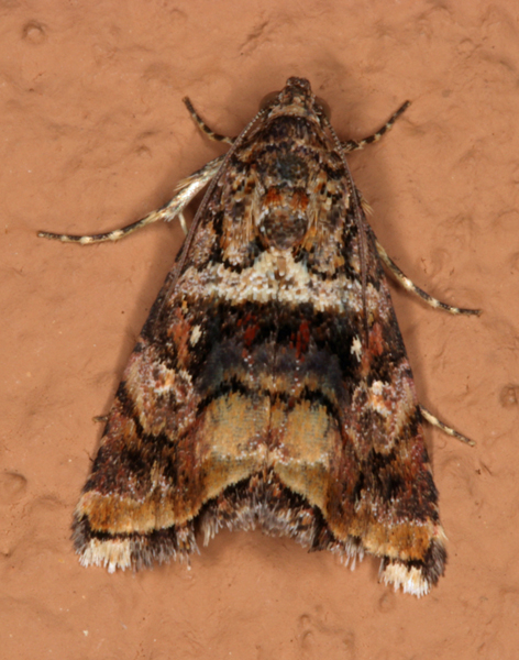 /filer/webapps/moths/media/images/H/heliastis_Acontiola_A_Roland_01.jpg