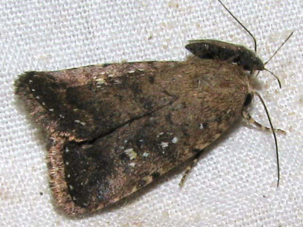 /filer/webapps/moths/media/images/H/heliastis_Athetis_A_Goff_02.jpg