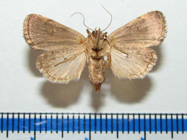 /filer/webapps/moths/media/images/H/heliastis_Athetis_A_Goffb_01.jpg