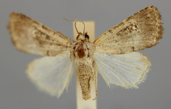 /filer/webapps/moths/media/images/H/heliastis_Athetis_A_RMCA.jpg