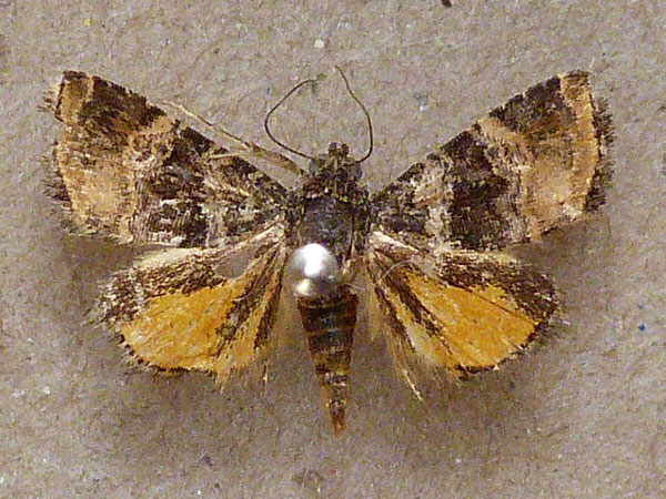 /filer/webapps/moths/media/images/H/heliastis_Ozarba_A_Butler.jpg