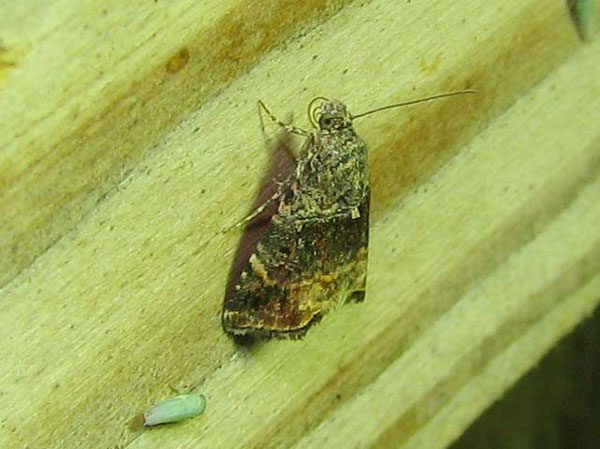 /filer/webapps/moths/media/images/H/heliastis_Ozarba_A_Goff.jpg