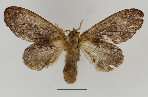 /filer/webapps/moths/media/images/H/helicea_Weirdonia_AF_Basquin.jpg