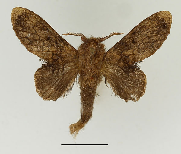 /filer/webapps/moths/media/images/H/helicea_Weirdonia_AM_Basquin_01.jpg