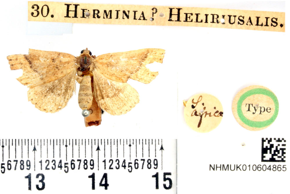 /filer/webapps/moths/media/images/H/heliriusalis_Herminia_HT_BMNH.jpg