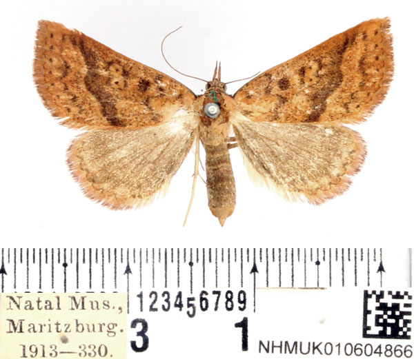 /filer/webapps/moths/media/images/H/heliriusalis_Phytometra_AF_BMNH.jpg