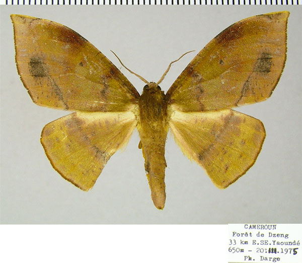 /filer/webapps/moths/media/images/H/hellingsi_Plegapteryx_AF_ZSM.jpg
