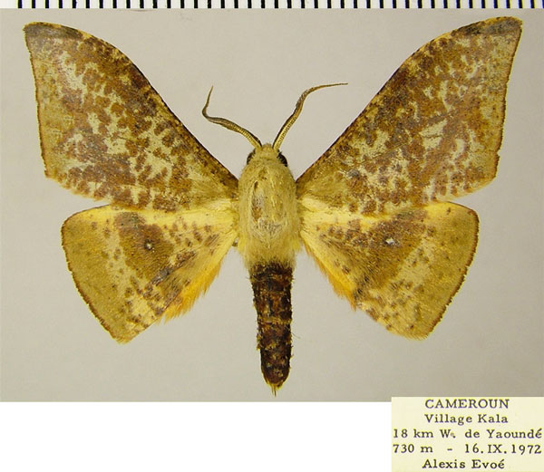 /filer/webapps/moths/media/images/H/hellingsi_Plegapteryx_AM_ZSM.jpg