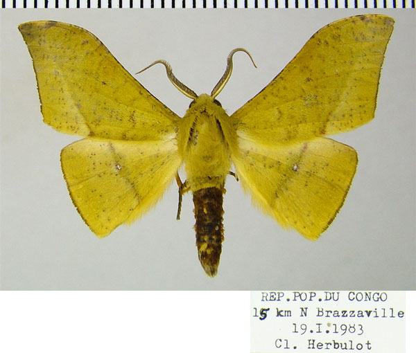 /filer/webapps/moths/media/images/H/hellingsi_Plegapteryx_AM_ZSMa.jpg