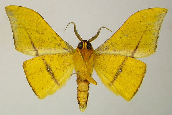 /filer/webapps/moths/media/images/H/hellingsi_Plegapteryx_AM_ZSMb.jpg