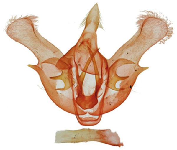 /filer/webapps/moths/media/images/H/helvella_Gnathodes_GMHT_NHMUK_9599.jpg