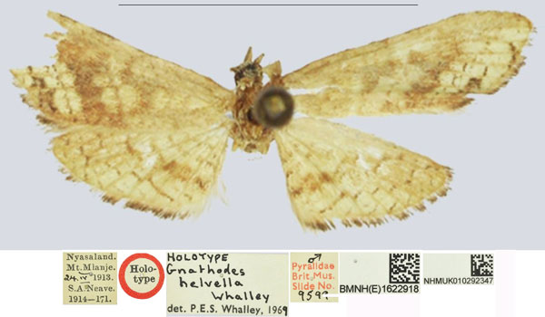 /filer/webapps/moths/media/images/H/helvella_Gnathodes_HT_NHMUKa.jpg