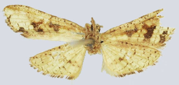 /filer/webapps/moths/media/images/H/helvella_Gnathodes_HT_NHMUKb.jpg