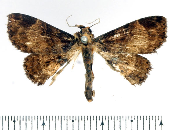 /filer/webapps/moths/media/images/H/hemicausta_Parascotia_AM_BMNH.jpg
