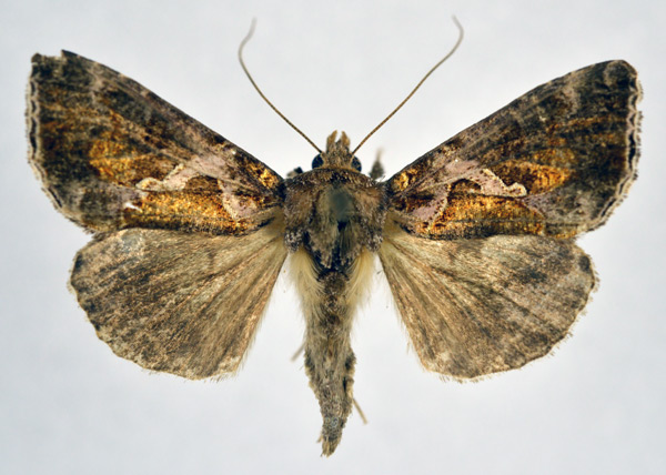 /filer/webapps/moths/media/images/H/hemichalcea_Plusia_AF_NHMO.jpg