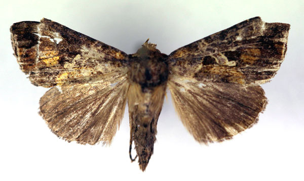 /filer/webapps/moths/media/images/H/hemichalcea_Thysanoplusia_A_RMCA.jpg