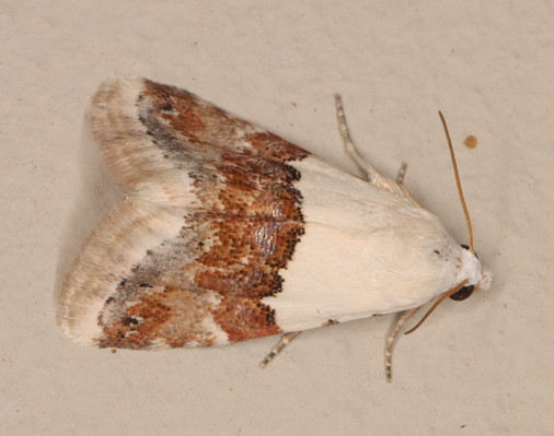 /filer/webapps/moths/media/images/H/hemichiasma_Eublemma_A_Heyns_01.jpg