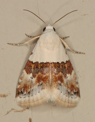 /filer/webapps/moths/media/images/H/hemichiasma_Eublemma_A_Heyns_02.jpg