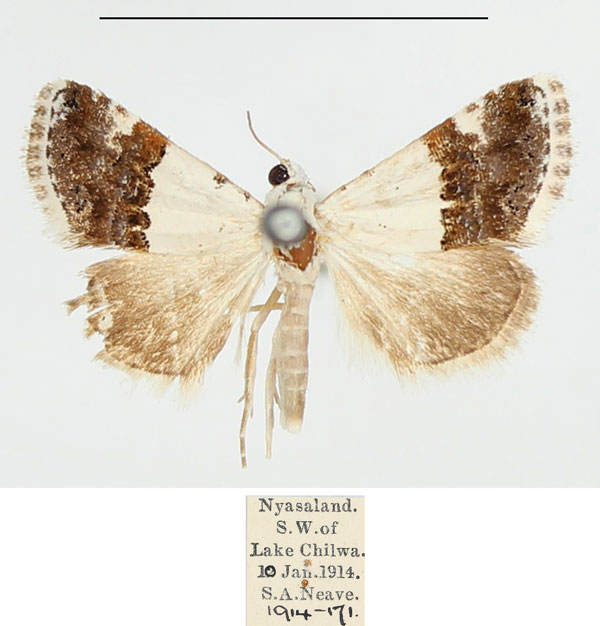 /filer/webapps/moths/media/images/H/hemichiona_Eublemma_AM_BMNH.jpg