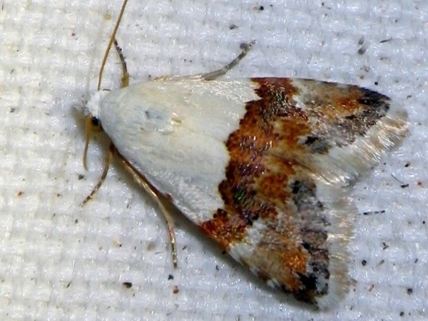 /filer/webapps/moths/media/images/H/hemichiona_Eublemma_A_Liebenberg.jpg