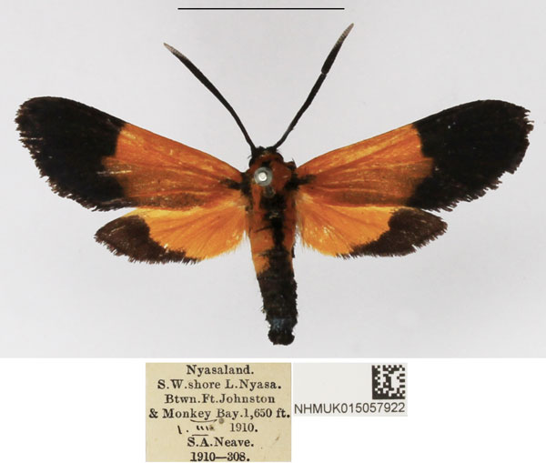 /filer/webapps/moths/media/images/H/hemichrysa_Netrocera_AM_NHMUK_01.jpg