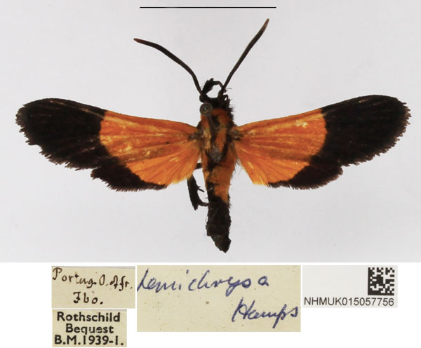 /filer/webapps/moths/media/images/H/hemichrysa_Netrocera_AM_NHMUK_02.jpg