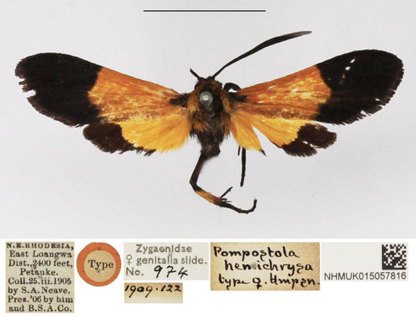 /filer/webapps/moths/media/images/H/hemichrysa_Pompostola_STF_NHMUK.jpg