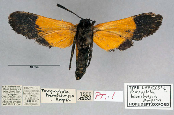 /filer/webapps/moths/media/images/H/hemichrysa_Pompostola_ST_OUMNH_02.jpg