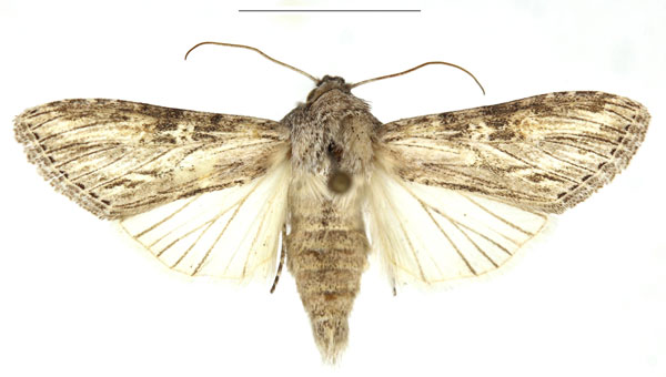 /filer/webapps/moths/media/images/H/hemidiaphana_Cucullia_AM_RBINS_02.jpg