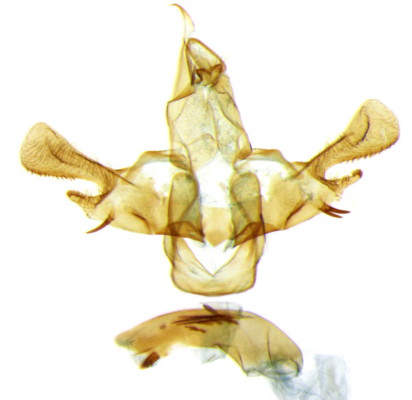 /filer/webapps/moths/media/images/H/hemigastra_Furcalis_GM_ZMHB_7082.jpg
