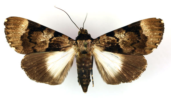 /filer/webapps/moths/media/images/H/hemihyala_Audea_A_RMCA.jpg