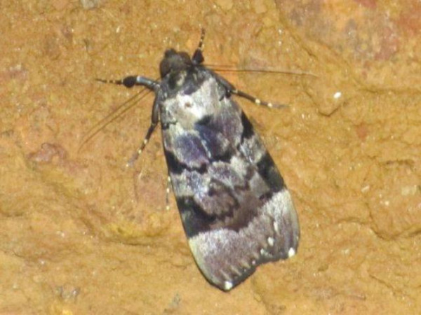 /filer/webapps/moths/media/images/H/hemihyala_Audea_A_Stanton.jpg