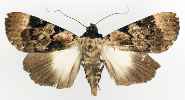 /filer/webapps/moths/media/images/H/hemihyala_Audea_A_TMSA_02.jpg