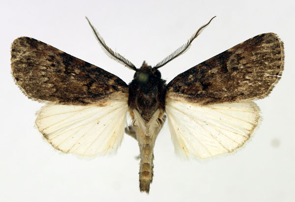 /filer/webapps/moths/media/images/H/hemileuca_Agrotis_AM_Aulombard.jpg