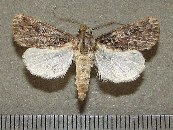 /filer/webapps/moths/media/images/H/hemileuca_Agrotis_A_Goffa_01.jpg