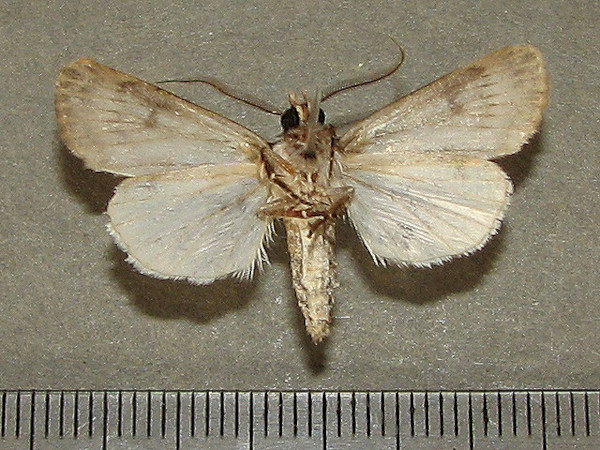 /filer/webapps/moths/media/images/H/hemileuca_Agrotis_A_Goffb_01.jpg