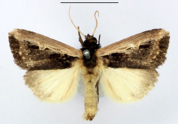 /filer/webapps/moths/media/images/H/hemileuca_Aspidifrontia_AF_BMNH.jpg