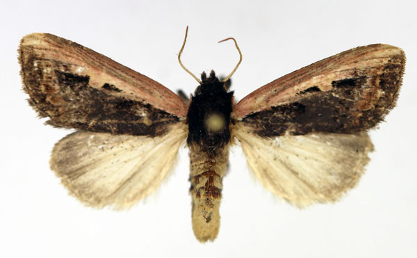 /filer/webapps/moths/media/images/H/hemileuca_Aspidifrontia_AM_Aulombard.jpg