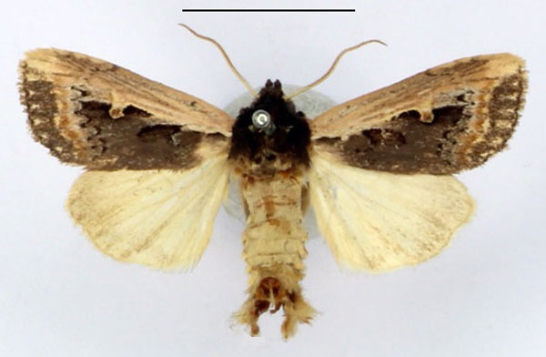 /filer/webapps/moths/media/images/H/hemileuca_Aspidifrontia_AM_BMNH.jpg