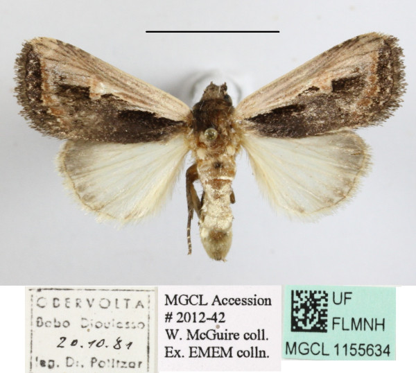/filer/webapps/moths/media/images/H/hemileuca_Aspidifrontia_A_MGCLa_01.JPG
