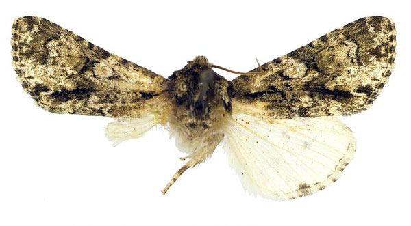 /filer/webapps/moths/media/images/H/hemileuca_Craniophora_NT_MSNM.jpg