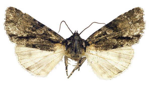 /filer/webapps/moths/media/images/H/hemileuca_Craniophora_PT_MSNM.jpg