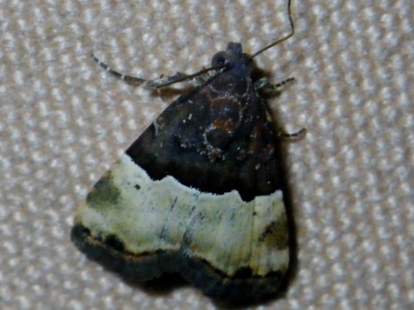 /filer/webapps/moths/media/images/H/hemileuca_Ozarba_A_Liebenberg.jpg
